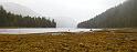 Low Tide Seaweed